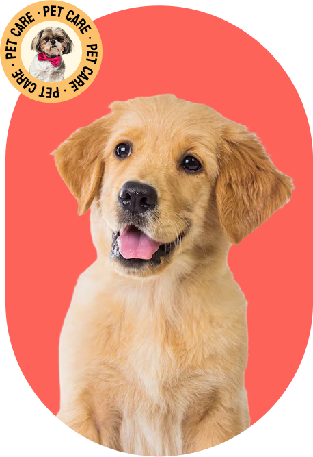 Golden Retriever Puppy